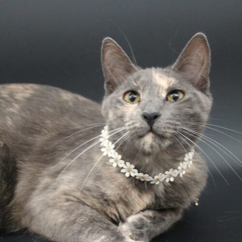 Whiskers TNR - Sephora