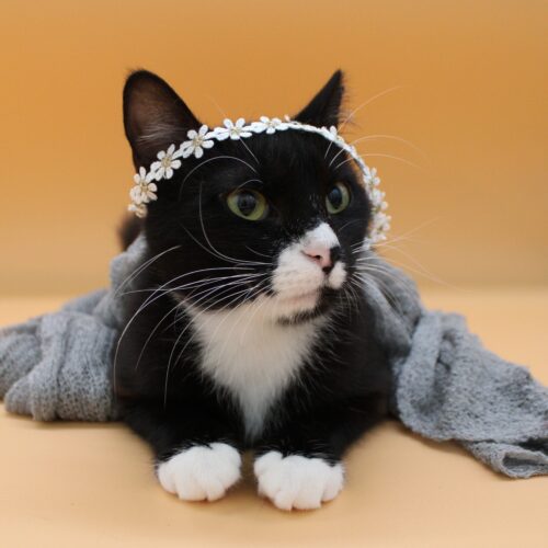 Whiskers TNR - Vera