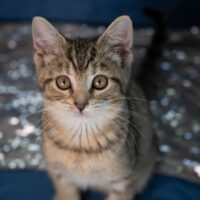 Whiskers TNR - Curry