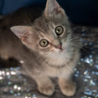 Whiskers TNR - Flip