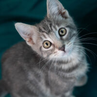 Whiskers TNR - Duncan Idaho