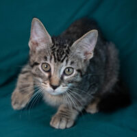 Whiskers TNR - Garrett