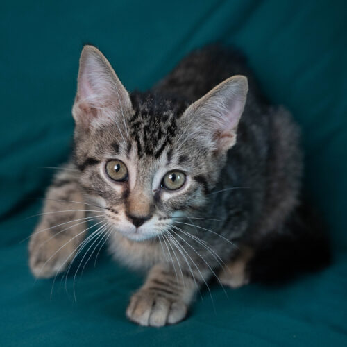 Whiskers TNR - Garrett