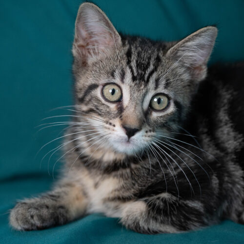 Whiskers TNR - Dante