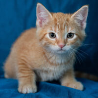 Whiskers TNR - Tango