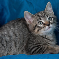 Whiskers TNR - Jive