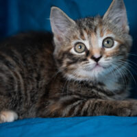 Whiskers TNR - Samba