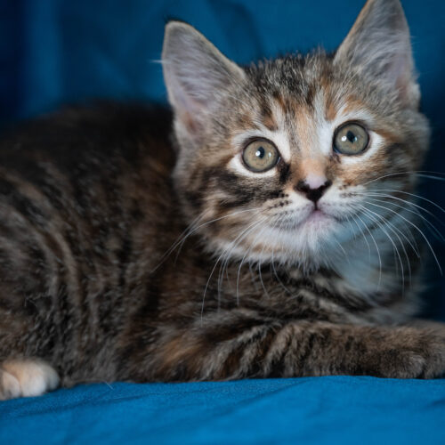 Whiskers TNR - Samba