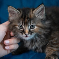 Whiskers TNR - Cha-Cha