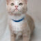 Rupert