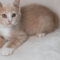 Rupert