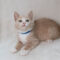 Rupert