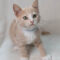 Rupert