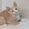 Rupert