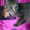 Dorothea