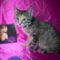 Dorothea