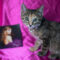 Dorothea