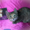 Dorothea