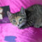 Dorothea