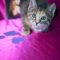 Dorothea