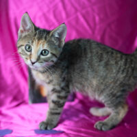 Dorothea
