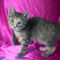Dorothea