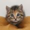 Dorothea
