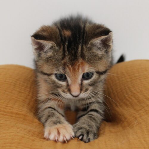 Whiskers TNR - Dorothea
