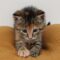 Dorothea