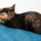 Tigris