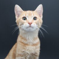 Goldfish: Comet