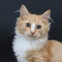 Goldfish: Goldie