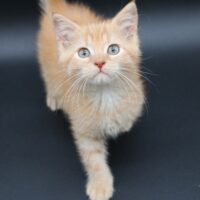 The Princess Bride: Buttercup