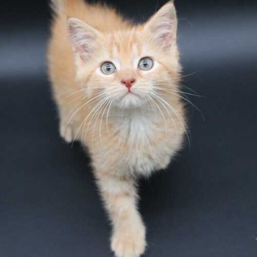 The Princess Bride: Buttercup