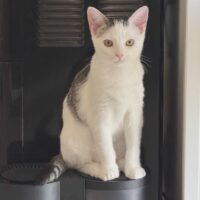 Juliett