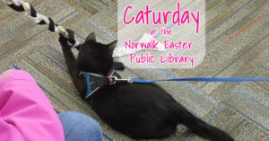 Caturday at the Norwalk Easter Library