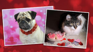 a dog and cat in valentines themed photos