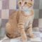 Tamlin