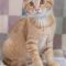 Tamlin