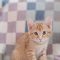 Tamlin