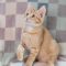 Tamlin