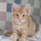 Tamlin