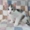Hedy