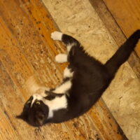Mittens