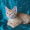 Jerry Lee