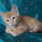 Jerry Lee