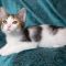 Brenda Lee