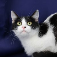 Oreo
