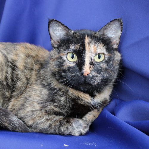 Priscilla