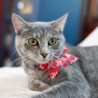 Rosie